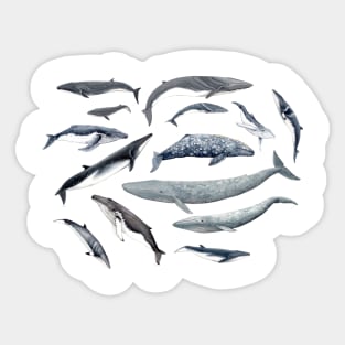 Whales all around Sticker